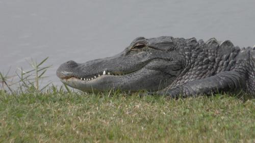 Alligator at the Golf Course