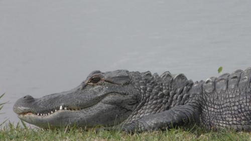 Alligator at the Golf Course