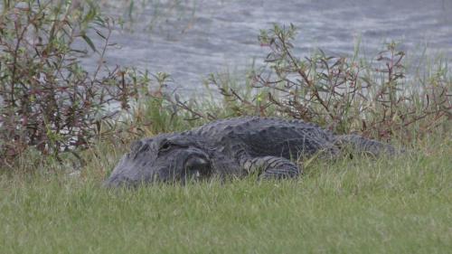 Alligator at the Golf Course