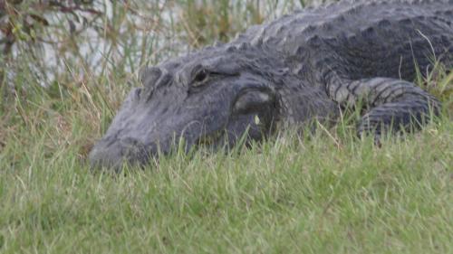 Alligator at the Golf Course