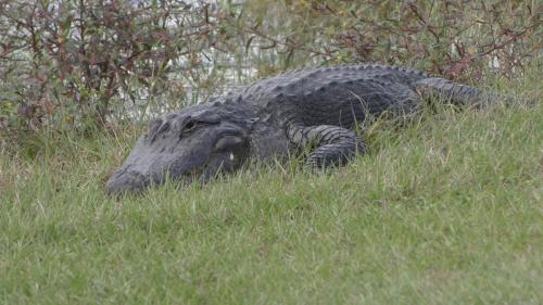 Alligator at the Golf Course