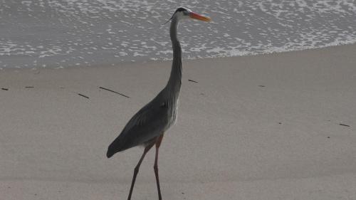 I like long legged walks on the beach