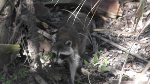 Raccoon Family w/New BabiesTurkey Creek