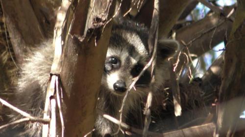 Raccoon Family w/New BabiesTurkey Creek