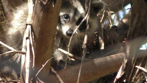 Raccoon Family w/New BabiesTurkey Creek