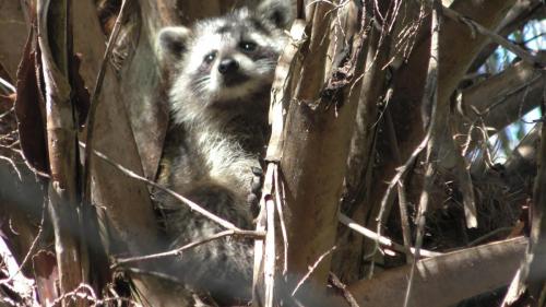 Raccoon Family w/New BabiesTurkey Creek