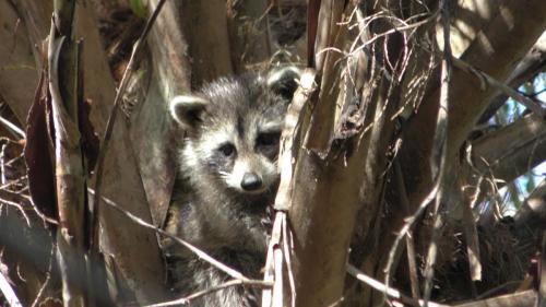 Raccoon Family w/New BabiesTurkey Creek