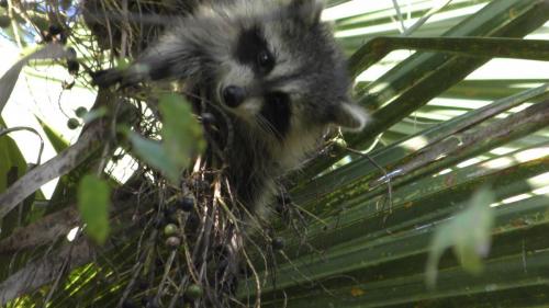 Raccoon Family w/New BabiesTurkey Creek