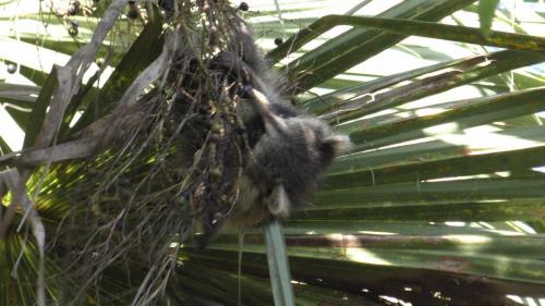 Raccoon Family w/New BabiesTurkey Creek