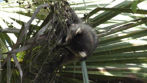 Raccoon Family w/New BabiesTurkey Creek