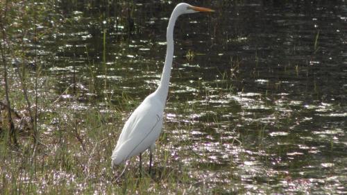 white heron Fishin"